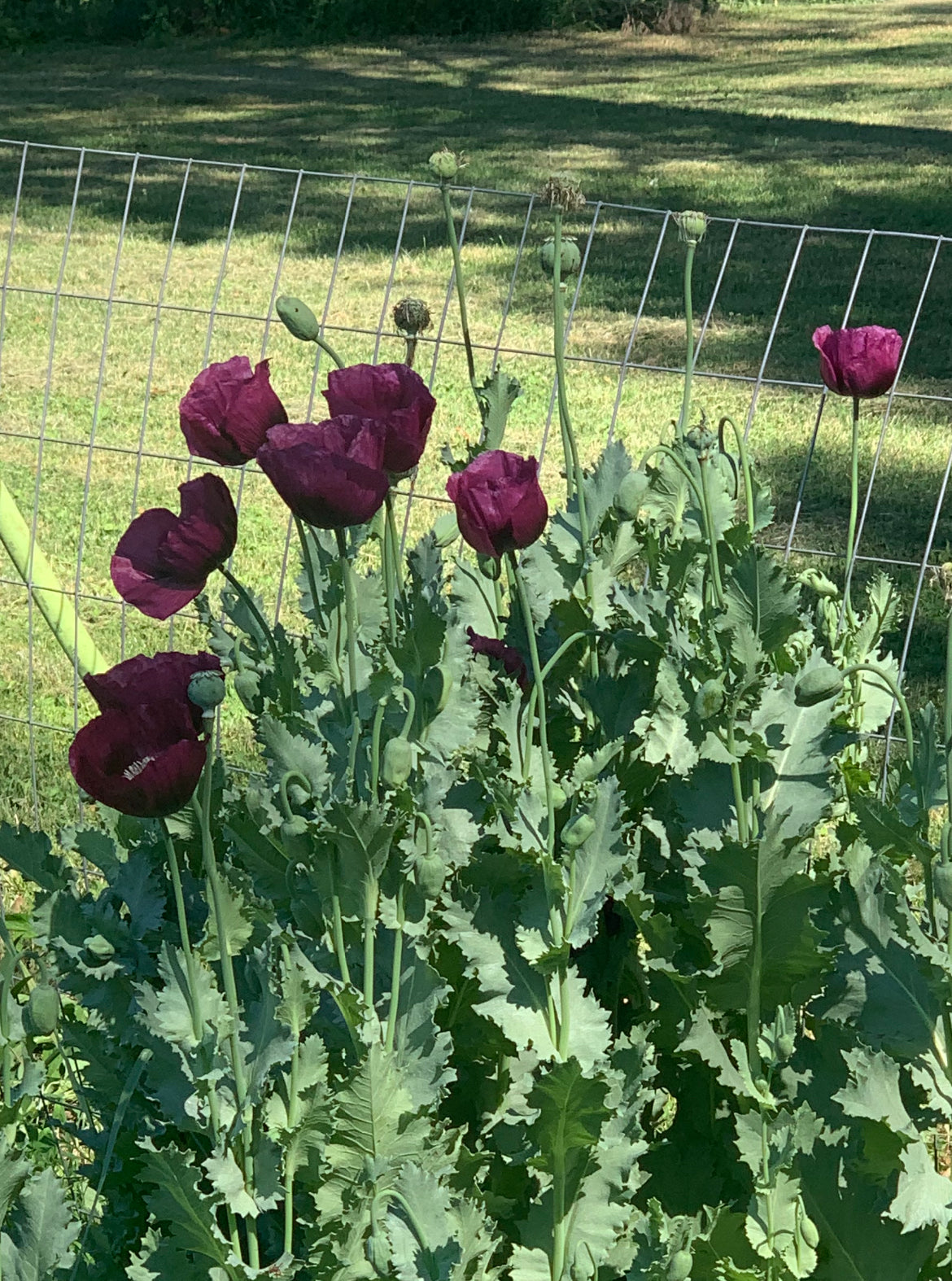 buy poppy seeds to plant Poppy Seeds 1 gram Packet – Michigan Wildflower