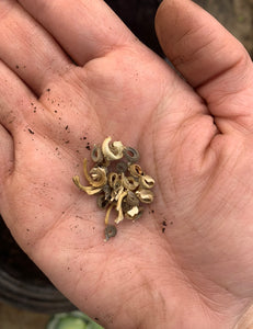 Calendula Seeds 1 Gram Packet