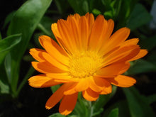 Load image into Gallery viewer, Calendula Seeds 1 Gram Packet
