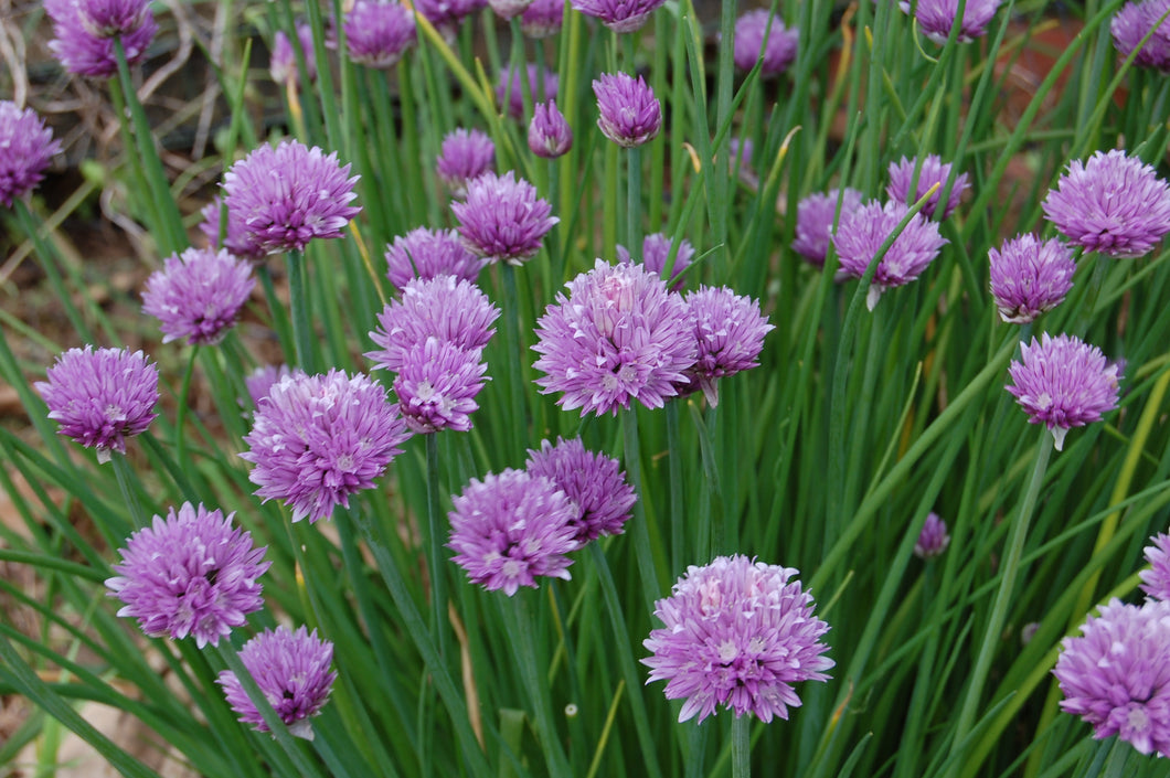 Chives 1 gram Packet